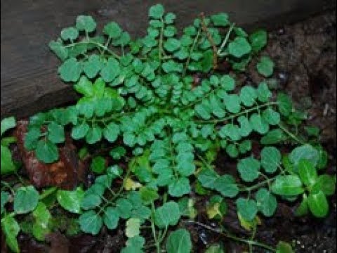 Wideo: Ziele owłosionej rzeżuchy - co to jest rzeżucha włochata i jak ją kontrolować