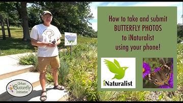 How to make iNaturalist butterfly observations