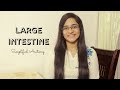 LARGE INTESTINE | ANATOMY | SIMPLIFIED