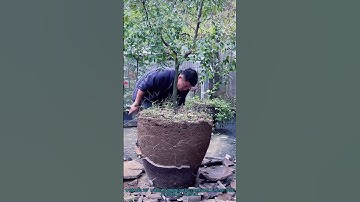 Transplanting Tree Seedling: Breaking the Pot