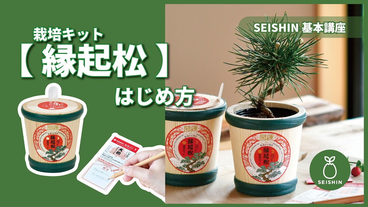 縁起松栽培セットおみくじ付き - 聖新陶芸株式会社｜栽培キットの企画