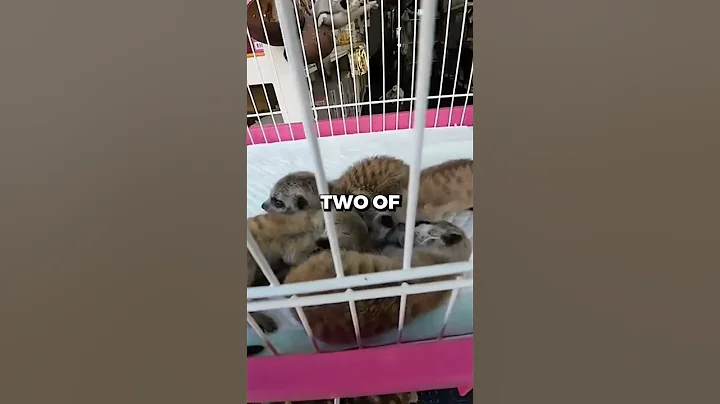 Buying $100 of ILLEGAL Animals From Bangkok Market 🦁 | #shorts #viral