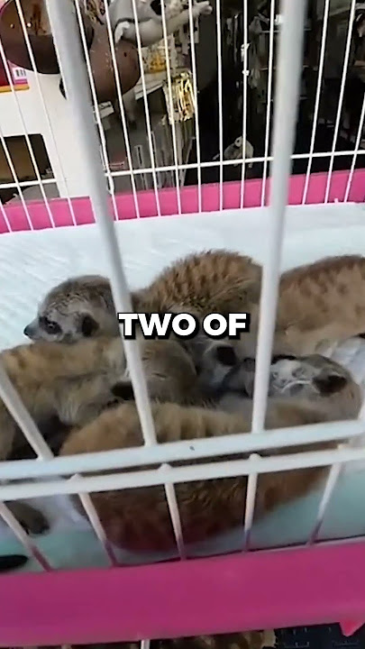 Buying $100 of ILLEGAL Animals From Bangkok Market 🦁 | #shorts #viral