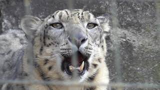 Snow Leopard Roar【Tama Animal Park in Tokyo,Japan】