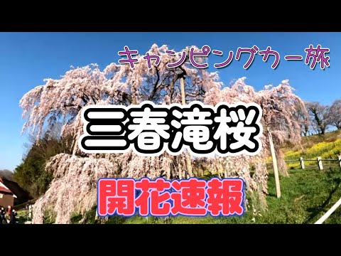 速報！開花情報！三春滝桜の今～らキャンピングカー旅、福島を行くよ