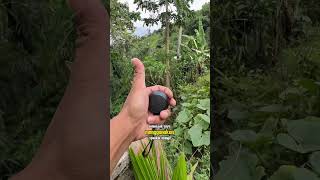 Download Lagu spiker ini batrenya tahan lama cock buat mikat burung #burung #mikatburung #shorts #shortvideo MP3