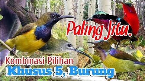 Suara Pikat Pijantung. Sogon. Kolibri Wulung. Kolibri Ninja. Sepah Raja. AMPUH..