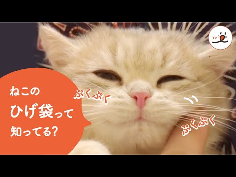 ねこの魅惑のパーツ『ひげ袋』のかわいさをご覧あれ！【PECO TV】