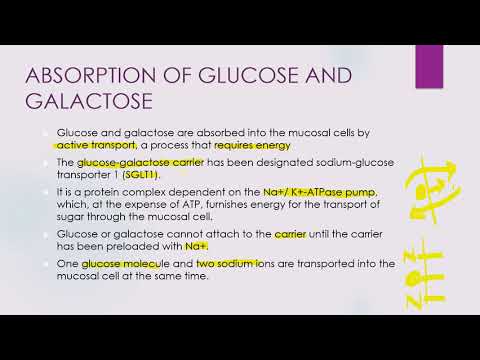 Absorption and transportation of Carbohydrates