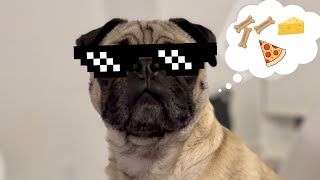 My Pug Picks This Week's Video