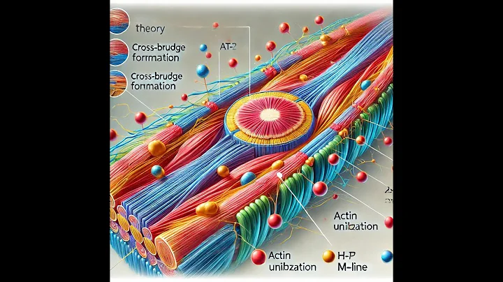 Neuromuscular Junction and the Sliding Filament Theory