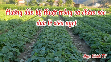 Hướng dẫn chi tiết kỹ thuật trồng dưa lê siêu ngọt
