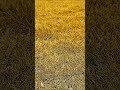 Alert !! Golden Lawn Grass Fake #lawnIndia #SamratsoftLawn