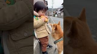 油断するからwww #ai #柴犬 #shorts