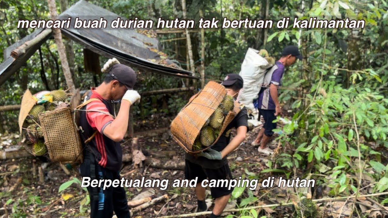Roadtrip of Borneo | PANEN DURIAN! Ekpedsi mencari buah durian hutan yang tak bertuan di kalimantan