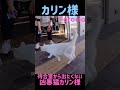 待合室から出たくないと絶妙な攻防の凶暴猫カリン様‼️好評につき再編集#shorts