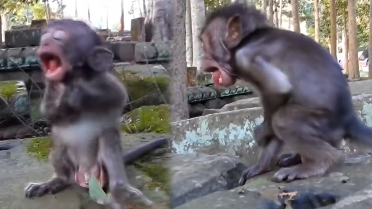 The baby monkey was so hungry that it choked on food.