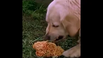 A Dog Vomits spaghetti