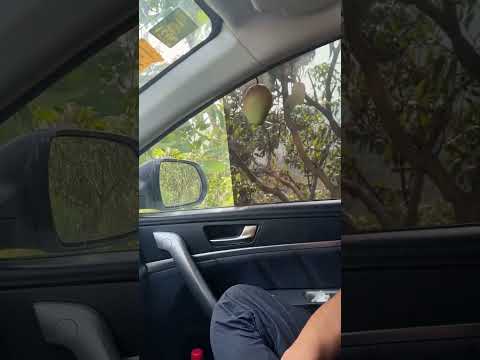 orang petik mangga