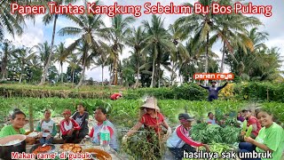 PANEN RAYA KANGKUNG SEBELUM IBU PULANG‼️ lanjut masak kelor dan ikan asin buat yang kerja di sawah