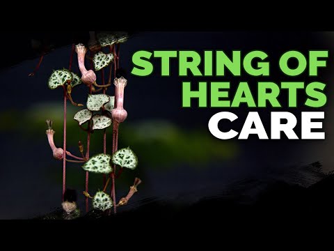 Βίντεο: Rosary Vine Plant Care - Growing Ceropegia Rosary Vine String Of Hearts
