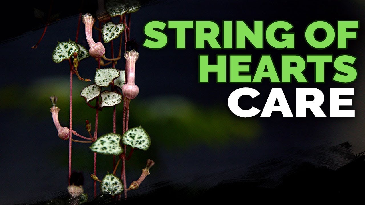 String of Hearts Care Successfully Grow Ceropegia Woodii YouTube