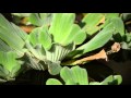 Plantas Ornamentales | Imagenes de plantas acuaticas flotantes