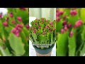 Part 1 Compilation of gardening hacks