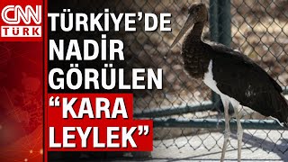 Tüyleri kesilen \