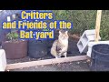 Critters and friends of the batyard