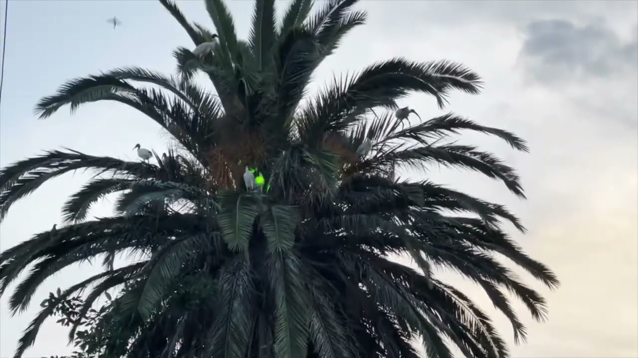 Green Laser Demonstration for Ibis Control | Bird Deterrent in Action