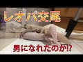 【レオパ飼育】繁殖方法！ついに交尾！？