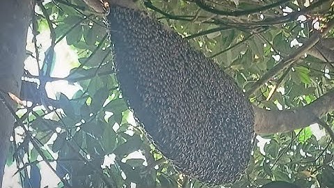 Dalam satu koloni atau per panen lebah madu Apis dorsata dapat menghasilkan madu sebanyak