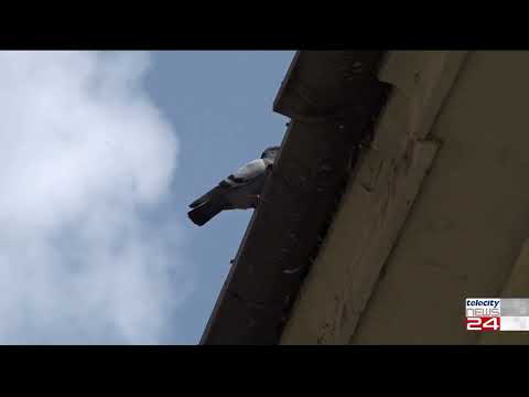 04/08/23 - Alessandria invasa dai piccioni, cittadini esasperati