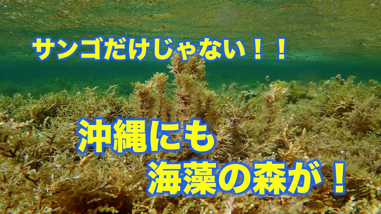 沖縄県西表島の海藻の森 ホンダワラがたくさん Youtube