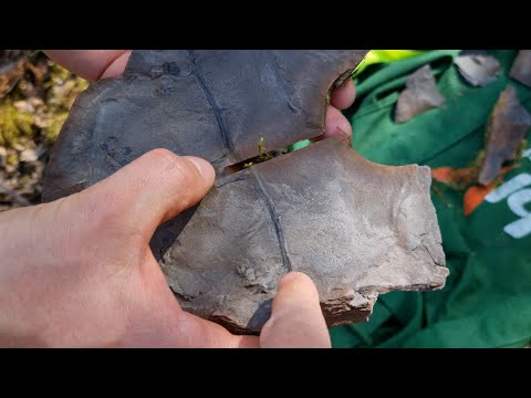 Video: Können Fossilien in Schiefer gefunden werden?