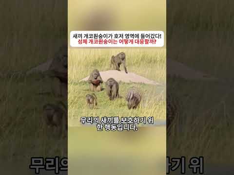 새끼 개코원숭이가 호저 영역에 들어갔다! 성체 개코원숭이는 어떻게 대응할까?  #개코원숭이 #호저 #야생동물 #동물세계 #동물행동 thumbnail