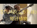 STU48(ふうちほ)「短日植物」ギター