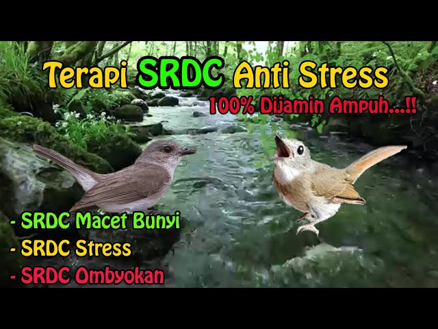 TERAPI SRDC MACET BUNYI DENGAN PANCINGAN SUARA AIR...!! class=