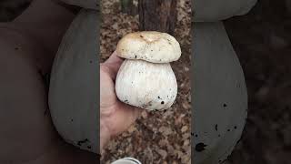 Красивый белый гриб