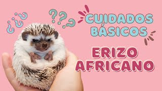 CUIDADOS  BÁSICOS en ERIZO AFRICANO ✨ | Ve este video ANTES de tener un ericito