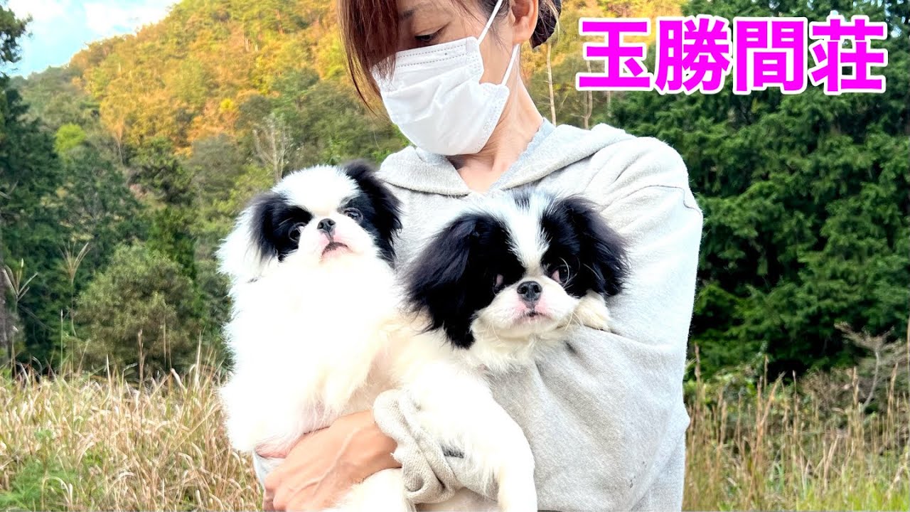 狆 子犬情報 | TATHAAGATA TIBETAN SPANIELS チベタンスパニエル 狆 子犬情報 | TATHAAGATA TIBETAN SPANIELS チベタンスパニエル
