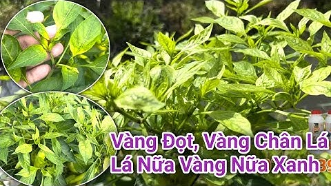 Vàng Đọt, Vàng Chân Lá, Lá Nữa Vàng Nữa Xanh, Bị Rãi Rác Cả Vườn Do Nguyên Nhân Gì? | Cách Trị