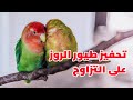 تحفيز طيور الروز على التزاوج والانتاج mp3