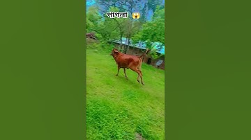 #sapilucu #comedy #sapimakan #animals #sapigemuk #lucu #sapipedaging #funny #cow