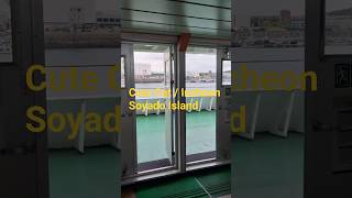 귀여운 고양이 /인천 소야도/한국의 섬 Cute Cat / Incheon Soyado/ IslandIslands of Korea