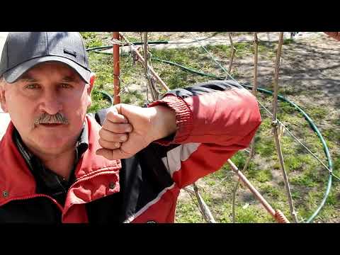 Обрезка винограда НА АРКЕ весной !?Как лучше это сделать?Защита урожая от поздневесенних заморозков!
