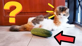 Cats *CUCUMBER* Challenge 🙀 Fun for First Time Cat Owner by Lion City Cats  210 views 1 year ago 2 minutes, 19 seconds
