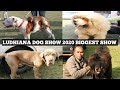 LUDHIANA DOG SHOW 2020 | KCI DOG SHOW | DOG MARKET WITH BREEDERS CONTACTS | DOG SHOW | SCOOBERS