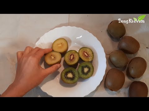 Video: Actinidia Trong Vườn Của Tôi